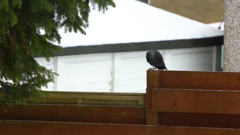 Black-crow-eats-bread-and-flies-away-on-tree-branch-while-snowing