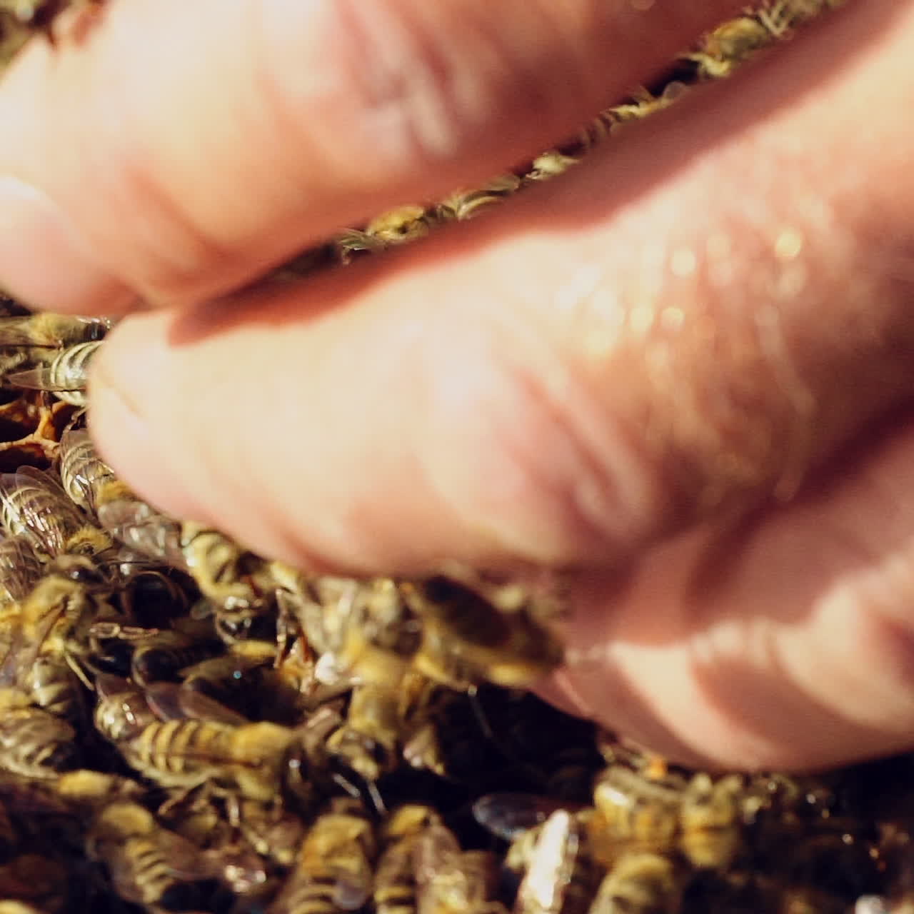 Bare hand of a man touching the frame full of bees outdoors. Many insects crawling on a frame and male's bare hand. Close-up