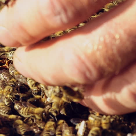 bare hand of a man touching the frame full of bees outdoors. many insects crawling on a frame and male's bare hand. close-up