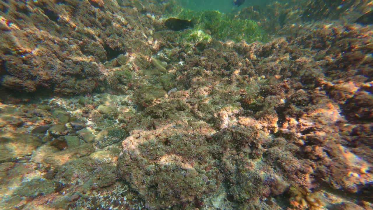 Explore the vibrant underwater world of Tenacatica, Jalisco. Crystal-clear waters reveal colorful coral reefs and marine life under warm, natural sunlight, captured in stunning clarity