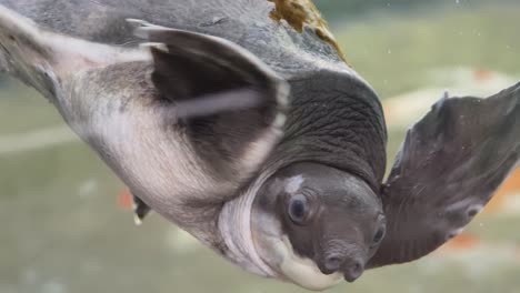 soft-shelled turtle in aquarium