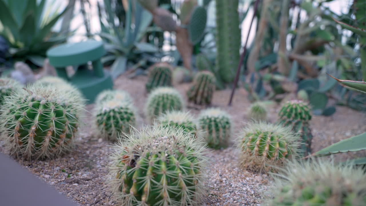 exposición de cactus en los jardines de la bahía en singapur