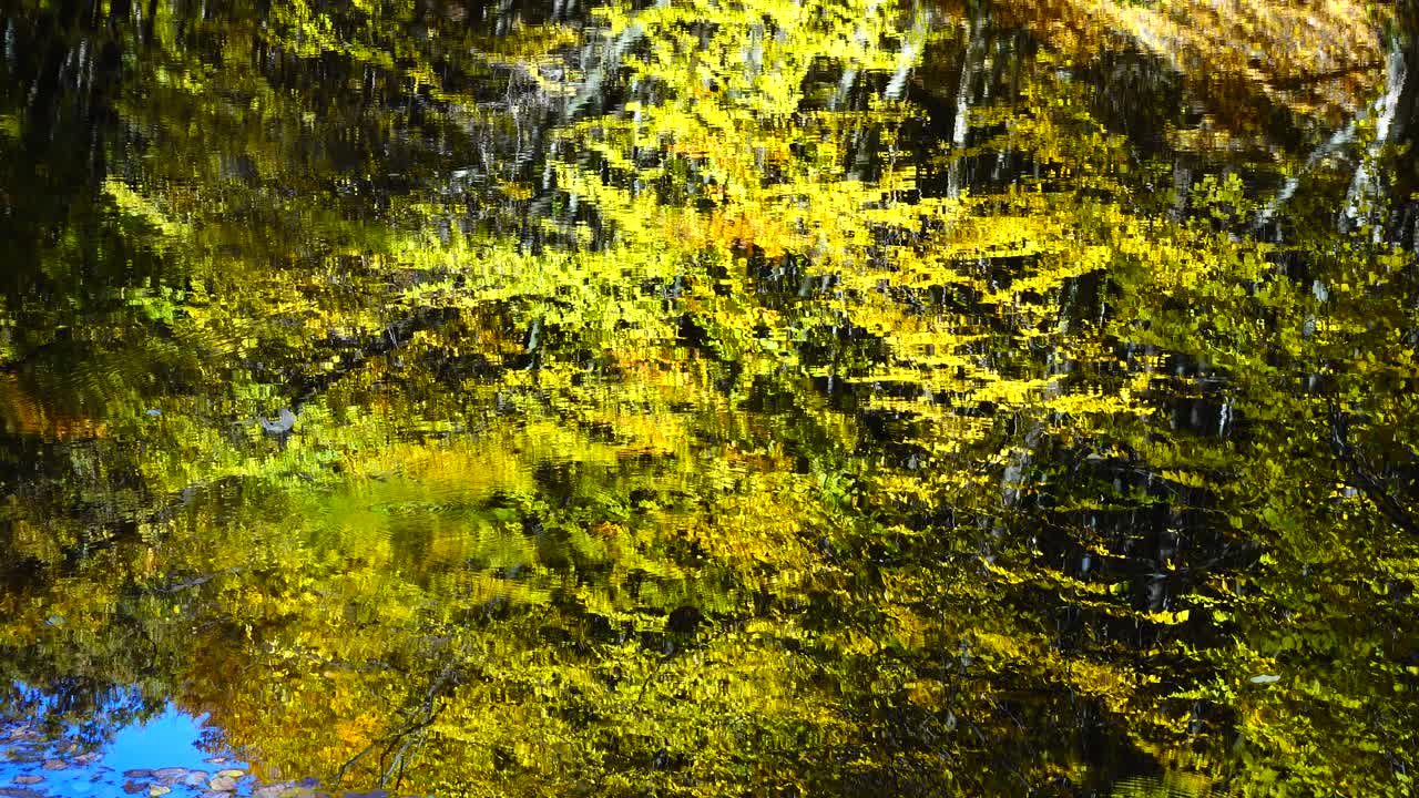 Foglie autunnali e stagno nel bosco