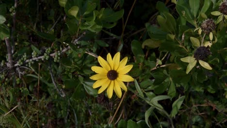 Flor-Silvestre-Amarilla-En-Un-Cálido-Día-De-Verano