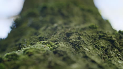 Low-angle-macro-shot-of-tree-with-a-very-rough-bark