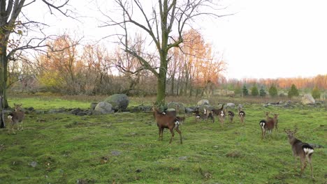 big buck deer with his herd