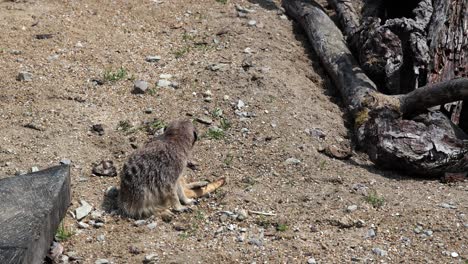 a meerkat sits and scratches its back on sand, captured outdoors in bright sunlight.