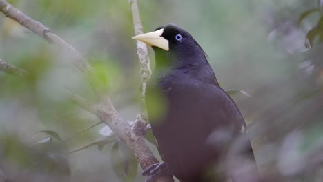 Eine-Wilde-Oropendola-Mit-Haube,-Psarocolius-Decumanus,-Die-Auf-Einem-Ast-Thront-Und-Die-Umgebung-Mit-Verträumtem-Grünem-Laub-Bokeh-Hintergrund-Alarmiert-Und-Beobachtet