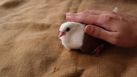 hand caresses young pigeon indoor on a retro woven background