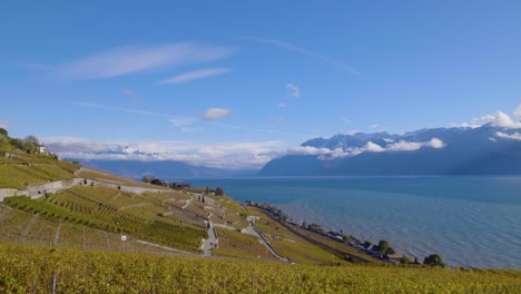 viñedo de lavaux en un frío y ventoso día de otoño, hojas doradas, lago azul léman y cumbres alpinas cubiertas de nieve en el fondo