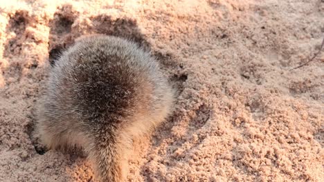 a meerkat digging in sandy terrain