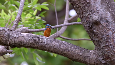 Un-Adorable-Martín-Pescador-Común-Encaramado-En-Una-Rama-De-árbol-Girando---Cerrar