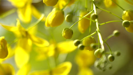 La-Lluvia-Dorada-Flor-Laburnum-Indio-Planta-Kanikonna-