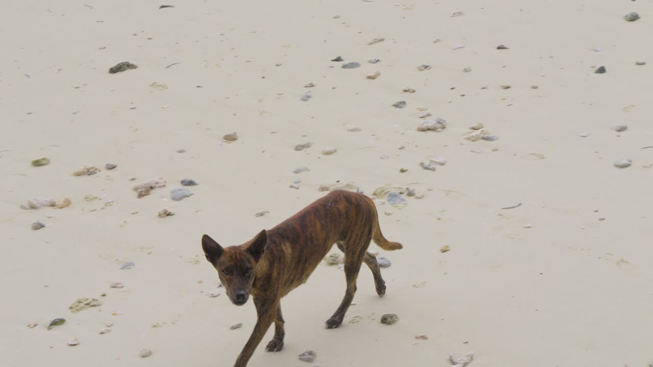 A brindle dog sniffing around on a sandy beach