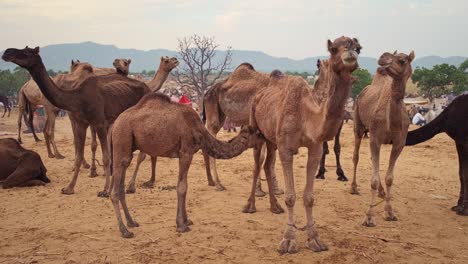 camels at pushkar mela camel fair festival in field eating chewing. pushkar, rajasthan, india