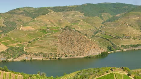 High-angle-shot-of-beautiful-terrace-cultivation-along-the-Douro-Valley-with-vineyards-famous-for-wine-production-in-Porto,-Portugal-on-a-sunny-day