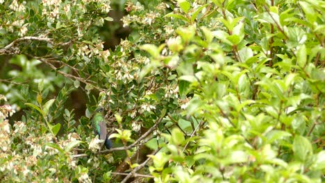 Fiery-throated-Humming-bird-hovering-as-it-feeds-from-white-flower-off-a-bush-in-Costa-Rica