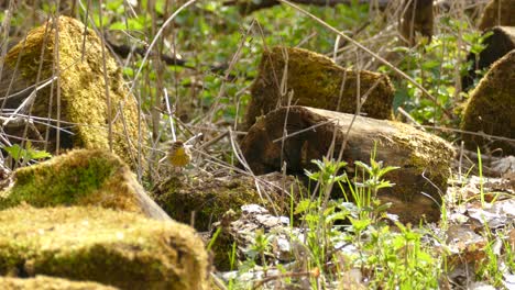 yellow bird sitting over mossy wood log in the forest, wildlife nature static shot