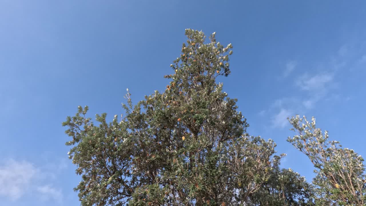 시아 나무가 은 파란 하늘 아래 흔들리고 있다