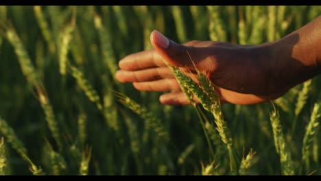 mano en un campo de trigo