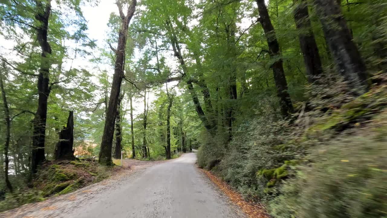 Vehicle drives along narrow forest road beside lake, daylight, steady forward camera, lush greenery