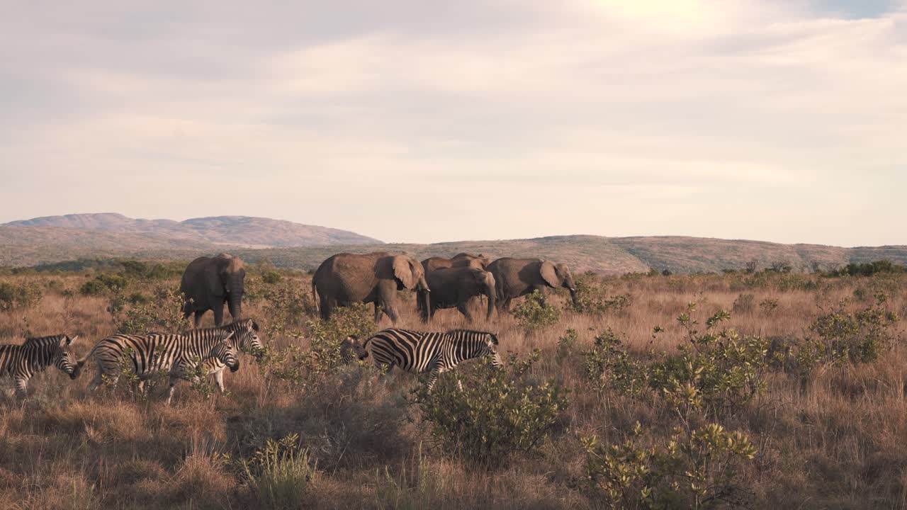 стадо зебр проходит мимо пасущихся африканских слонов в саванне