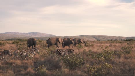 Herd-of-zebras-walking-past-grazing-african-elephants-in-savannah