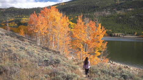 young woman walking on coast of lake with orange aspen trees in early autumn 60fps