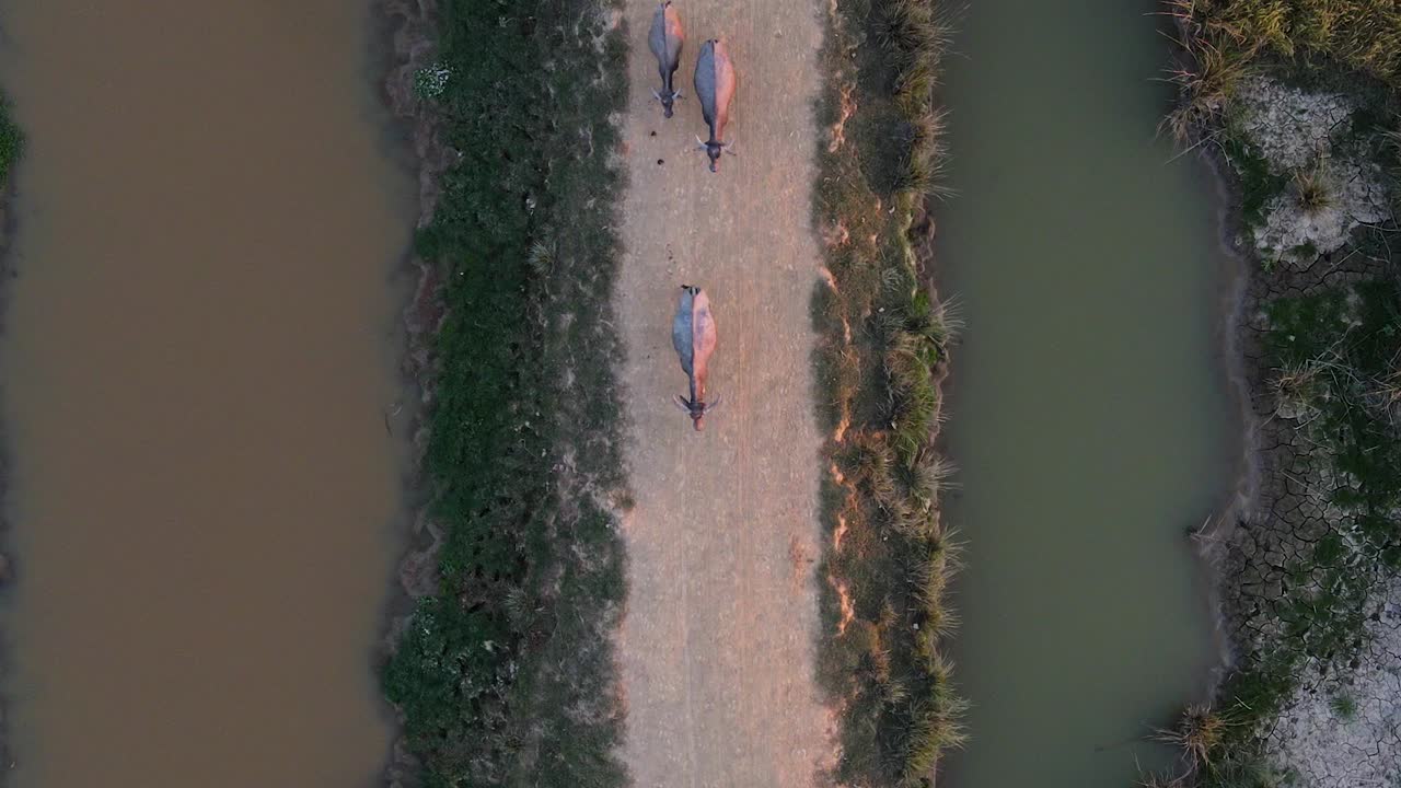 Vista aerea cinematografica dall'alto di una mandria di bufali che camminano su un sentiero rurale, al tramonto