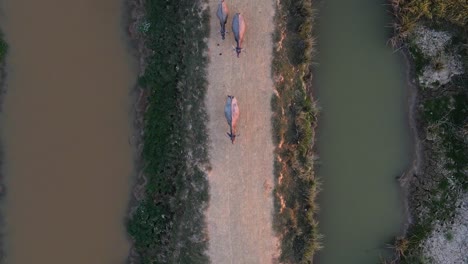 cinematic top down aerial view of herd of buffalos walking on rural path, sunset