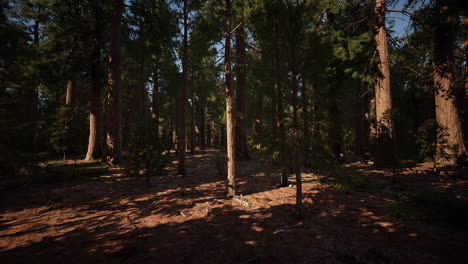 Riesige-Mammutbäume-Ragen-Im-Sequoia-Nationalpark-über-Den-Boden