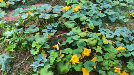 una toma panorámica de hojas de calabaza, flores amarillas y hierbas vegetales