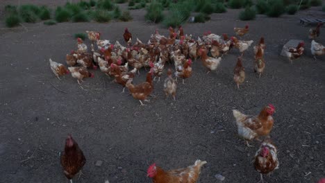 un grupo de gallinas en una granja vagando libremente fuera del gallinero