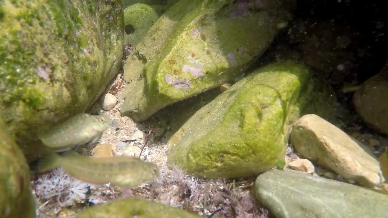 Piccoli pesci che nuotano tra rocce muschiose nel letto di un ruscello d'acqua dolce poco profondo e limpido