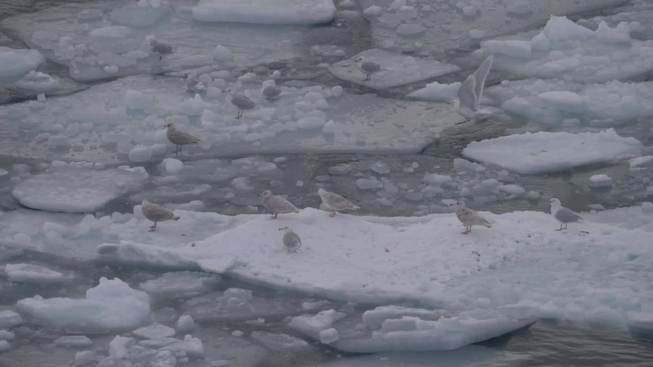 замедленная съемка взлета чайки среди стаи чаек на айсберге в океане у берегов гренландии