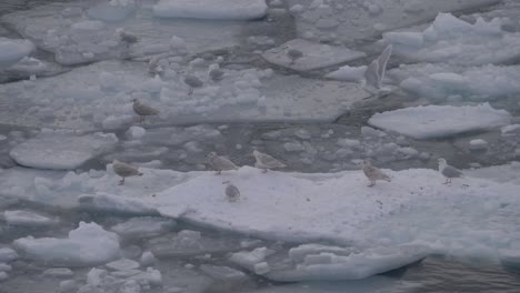 slow motion seagull takes off amid a flock of seagulls on an iceberg in the ocean off the coast of greenland