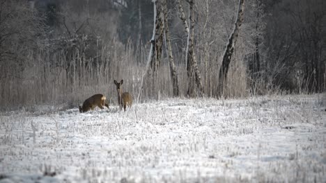deers walking in the snow in the morning hours