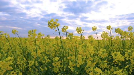 blooming rapeseed field. valuable agricultural culture