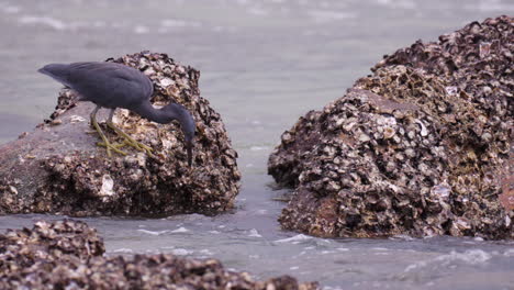 Pazifischer-Riffreihervogel-Auf-Der-Jagd-Nach-Fischen,-Der-An-Einem-Felsigen-Strand-Steht-Und-Auf-Das-Meerwasser-Gezeitenbecken-Blickt---Zeitlupe