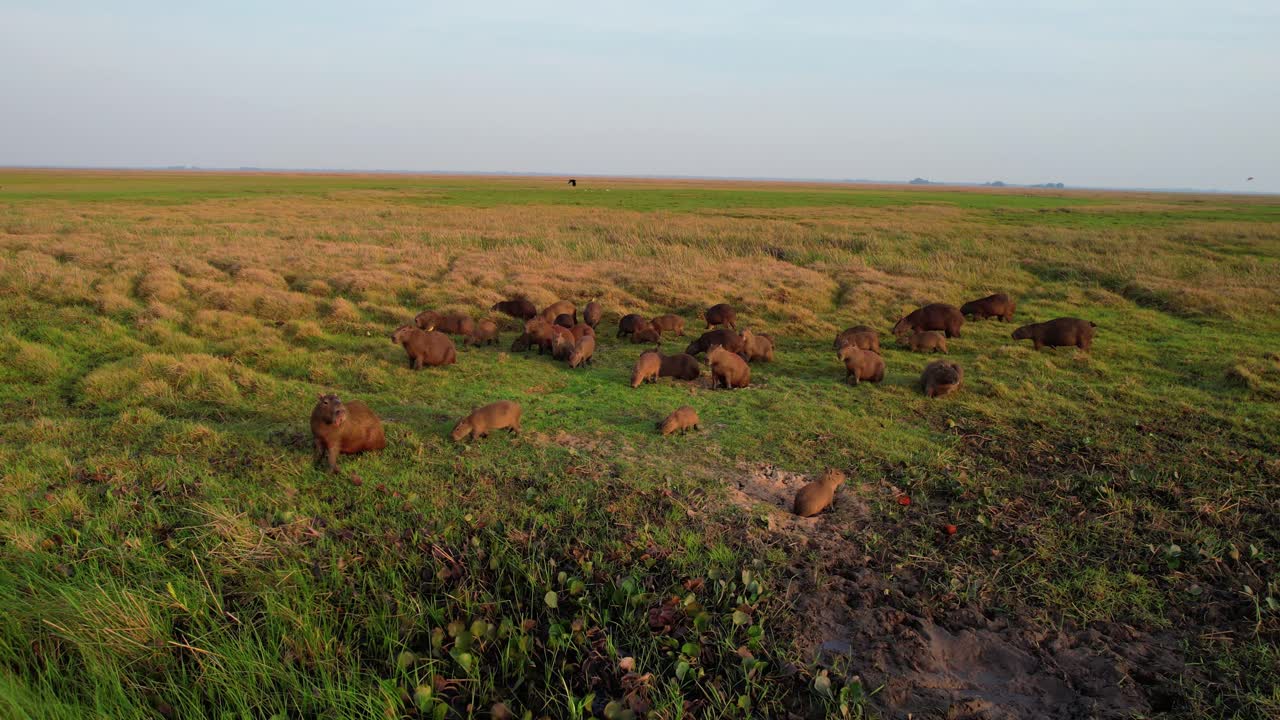 aerial shot highlights a group of capybaras, showing a variety of sizes from large adults to small babies, biggest rodent on Earth peacefully eating at dawn