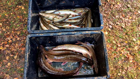 large catch of pike fish