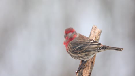 4k house finch male on a snowy day