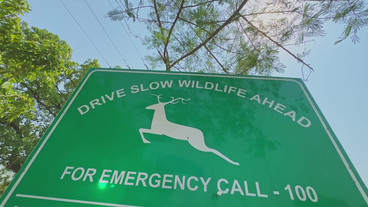 Movimento cinematografico della telecamera in orbita attorno a un cartello verde di avvertimento sulla fauna selvatica con simbolo di cervo e messaggio di sicurezza, circondato da alberi, linee elettriche e cielo azzurro brillante in un ambiente naturale esterno.
