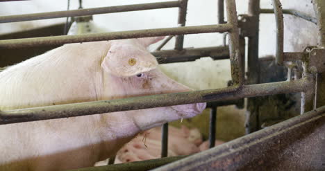 pigs on livestock farm pigs farm livestock farm modern agricultural pigs farm 20