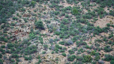 Male-Deer-Chase-Display-during-Rutting-Season-in-Mountainous-Cliffside-Terrain-in-4K-50fps-6