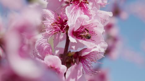 de cerca macro abeja bebiendo néctar polen pink pétalos de cerezo contra el cielo azul claro sakura flor