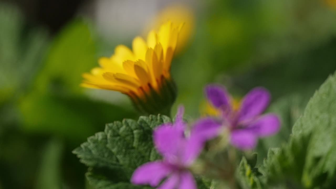 Hermosas flores de primavera de colores vivos en flor al aire libre bajo el sol