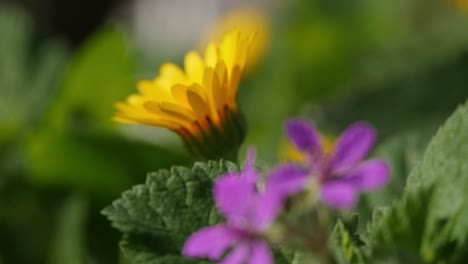 Schöne,-Farbenfrohe-Frühlingsblumen-Blühen-Draußen-Unter-Der-Sonne