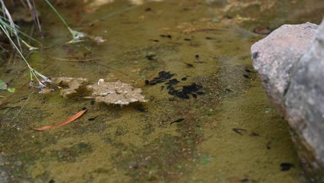 young black tadpoles swim in a shallow pond