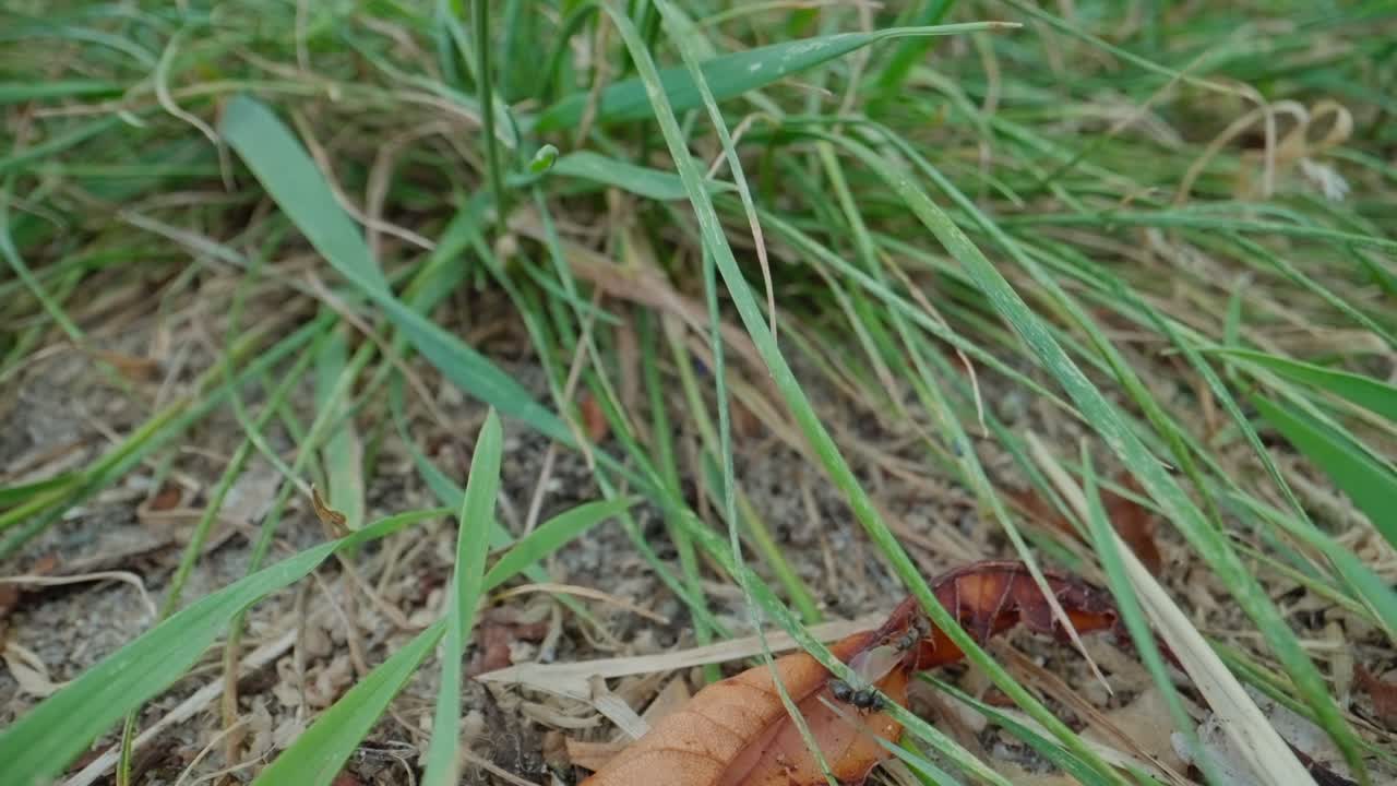 Ants move slowly across pine needle debris in Dutch woodland, macro forest floor scene